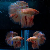 #8 (New Arrival) Rare Orange Red Dot Over Halfmoon Tail - High Quality Live Aquarium Male Betta Fish